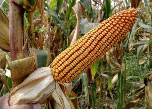 东单7512玉米种子简介