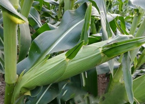 东单7512玉米种子简介