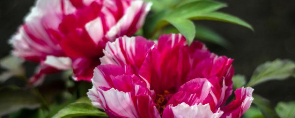 客厅牡丹摆放位置禁忌