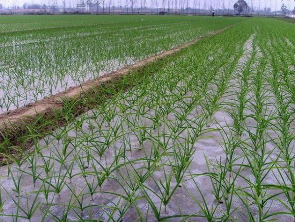 种大蒜的浇水和施肥管理技