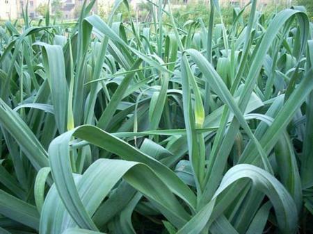 种大蒜的浇水和施肥管理技