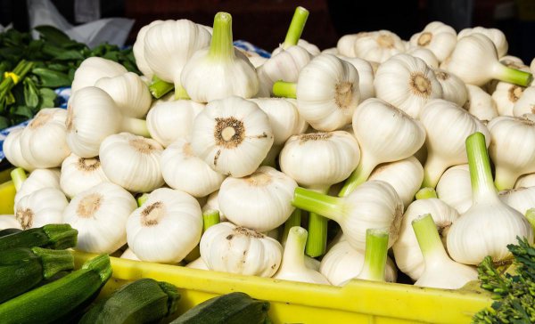 大蒜怎么种发芽快长的好