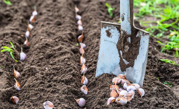 大蒜怎么种发芽快长的好