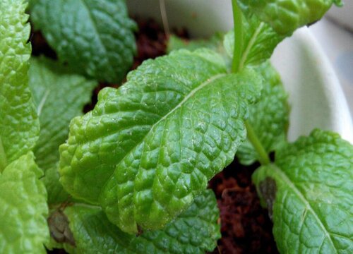 薄荷能不能晒太阳