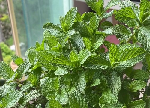 薄荷能不能晒太阳