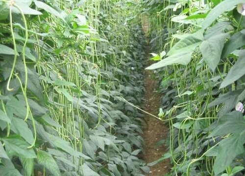 青刀豆种植时间和方法