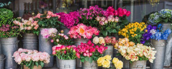 冷天适合养什么盆栽食物