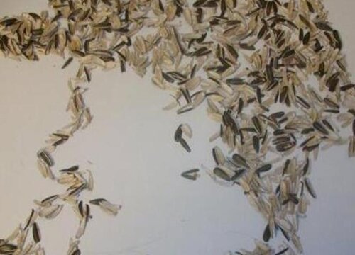 葵花籽壳可以做肥料吗