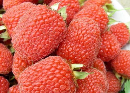 红树莓怎么洗才干净