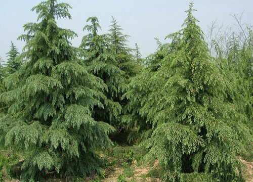 青岛的市树是什么树