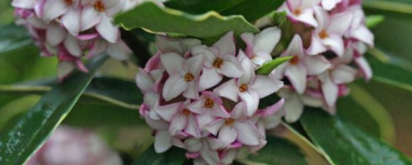 瑞香可以放在客厅吗