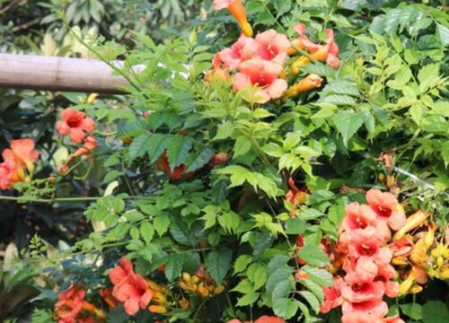 凌霄花期是什么时候