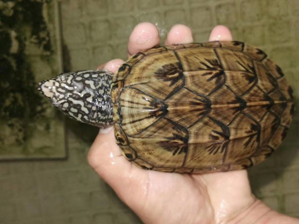 墨西哥蛋龟温度多少合适