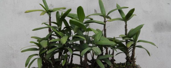 棕竹叶子干枯怎么办