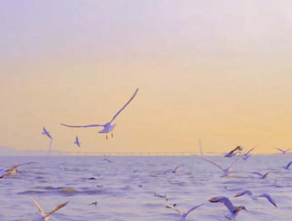 深圳十大免费景点推荐