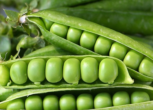 毛豆一年四季都有吗