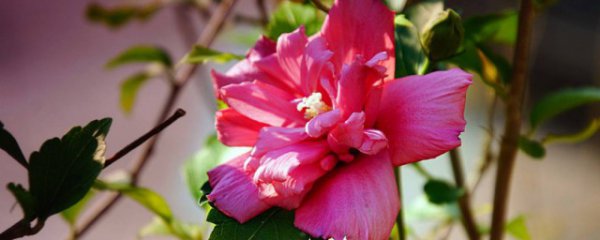 木槿怎么养才能更旺盛