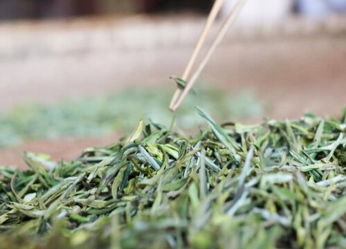 霍山黄芽属于什么茶类