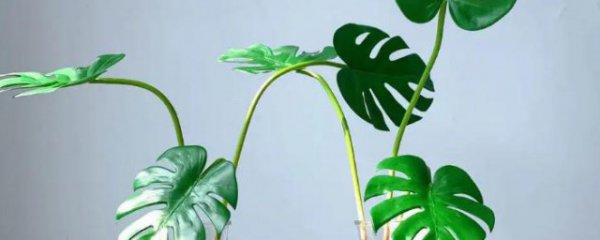 龟背竹能水培吗