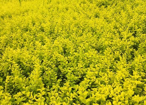 卫矛树值钱吗 市场价格