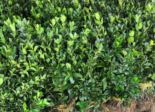 卫矛树值钱吗 市场价格