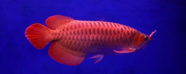 什么属相不能养龙鱼的人