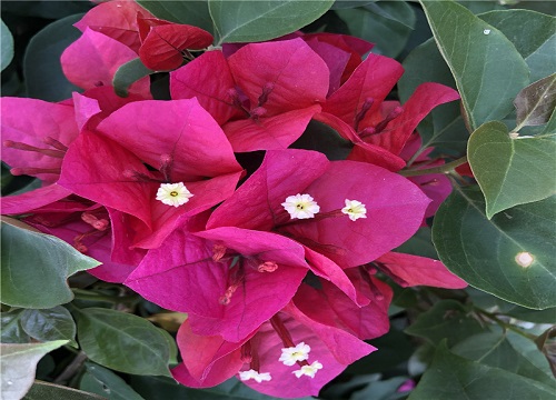 三角梅夏天怎样修剪和施肥