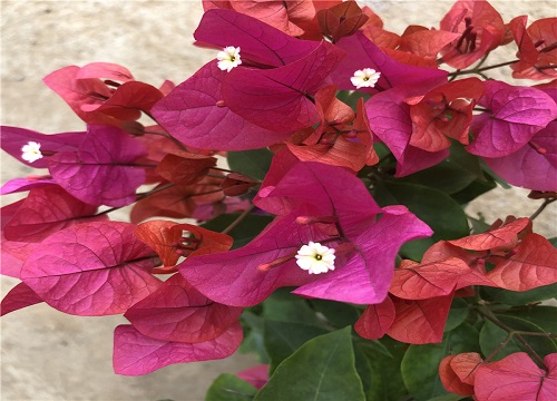 三角梅夏天怎样修剪和施肥