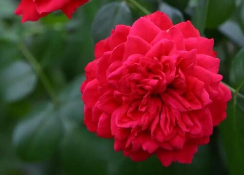 红色达芬奇月季是藤本还是灌木