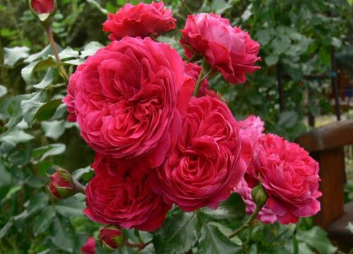 红色达芬奇月季是藤本还是灌木