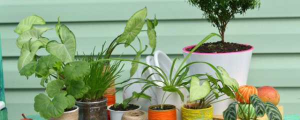 水植物怎么养才能更旺盛