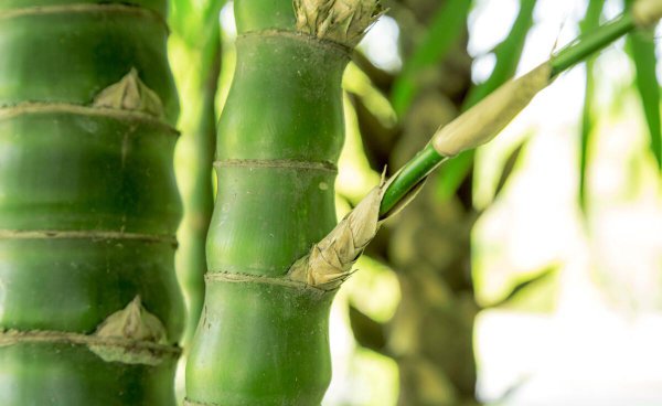 竹子的特点和品质是什么样的