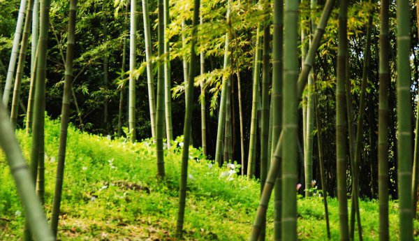 竹子的特点和品质是什么样的