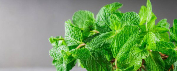 吃薄荷为什么会觉得凉