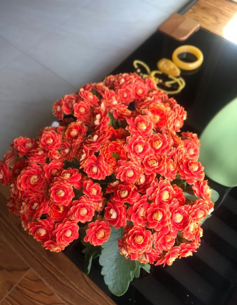 长寿花金狐狸的优缺点