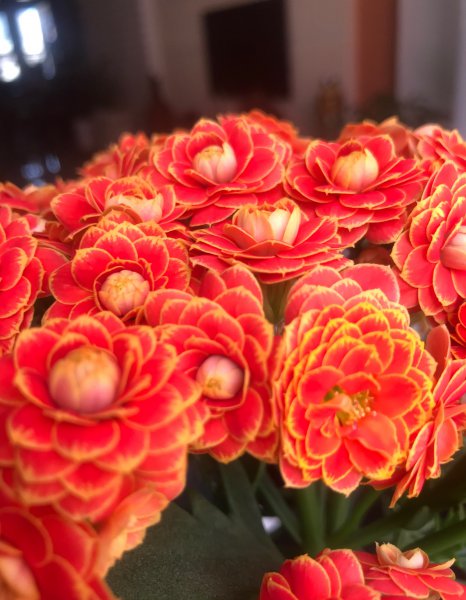 长寿花金狐狸的优缺点