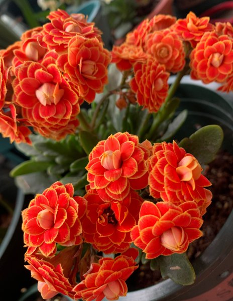 长寿花金狐狸的优缺点