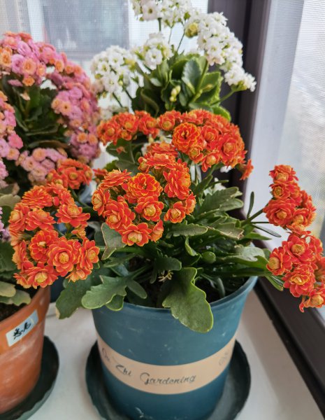 长寿花金狐狸的优缺点