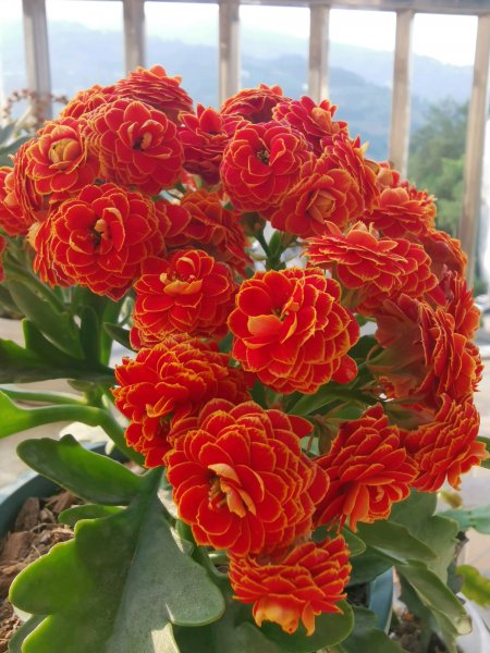 长寿花金狐狸的优缺点