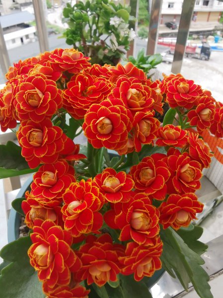 长寿花金狐狸的优缺点