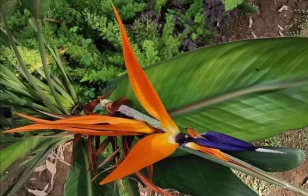 天堂鸟适合养家里吗