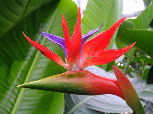 天堂鸟适合养家里吗