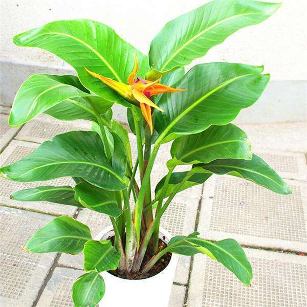 天堂鸟适合养家里吗