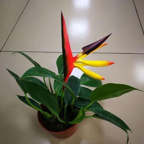 天堂鸟适合养家里吗