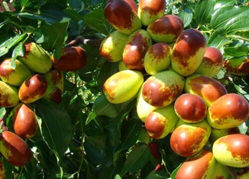 盆栽枣树如何矮化