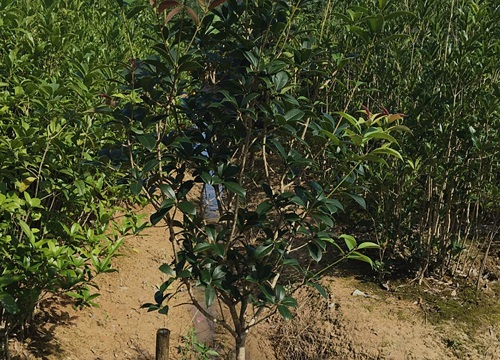 桂花树为什么不开花