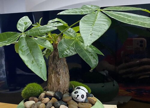 夏季发财树不长新叶如何处理