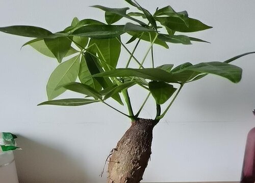 夏季发财树不长新叶如何处理