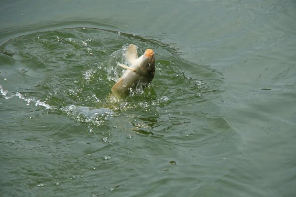 早春钓鲫鱼技巧口诀