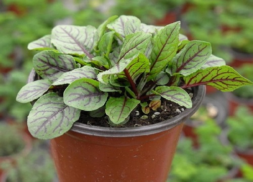 蓼科代表植物有哪些